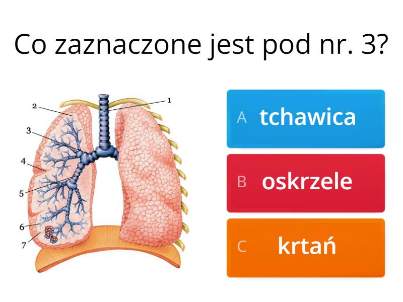 Układ Wydalniczy Test Klasa 7 Układ oddechowy i układ wydalniczy. - Test