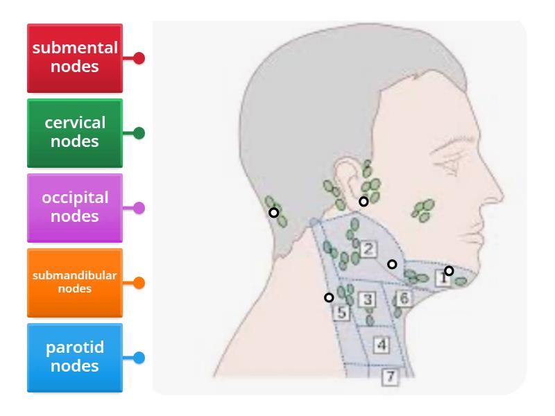 lymph nodes of the face - Labelled diagram