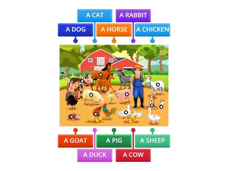 Farm animals task - Labelled diagram