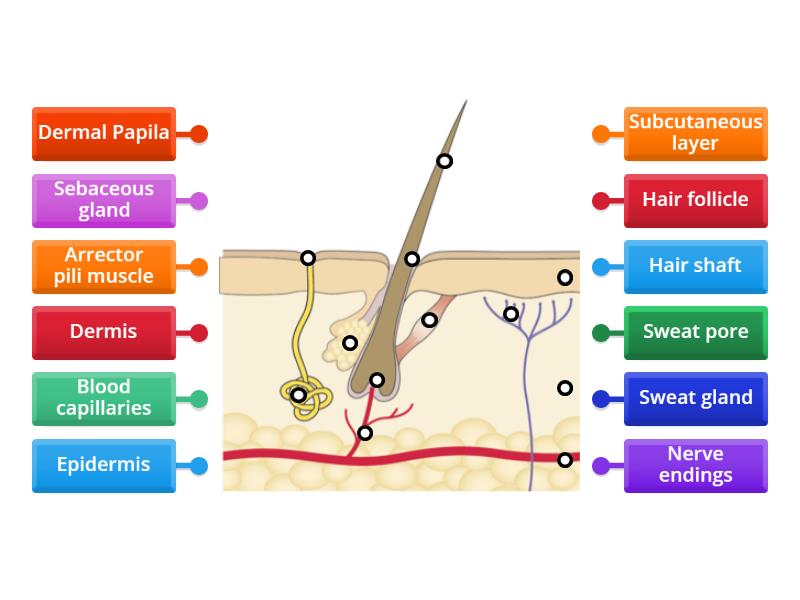 Label the diagram of the skin - Labelled diagram