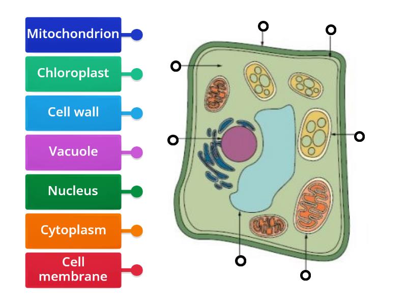 Label Plant Cell - Labelled diagram