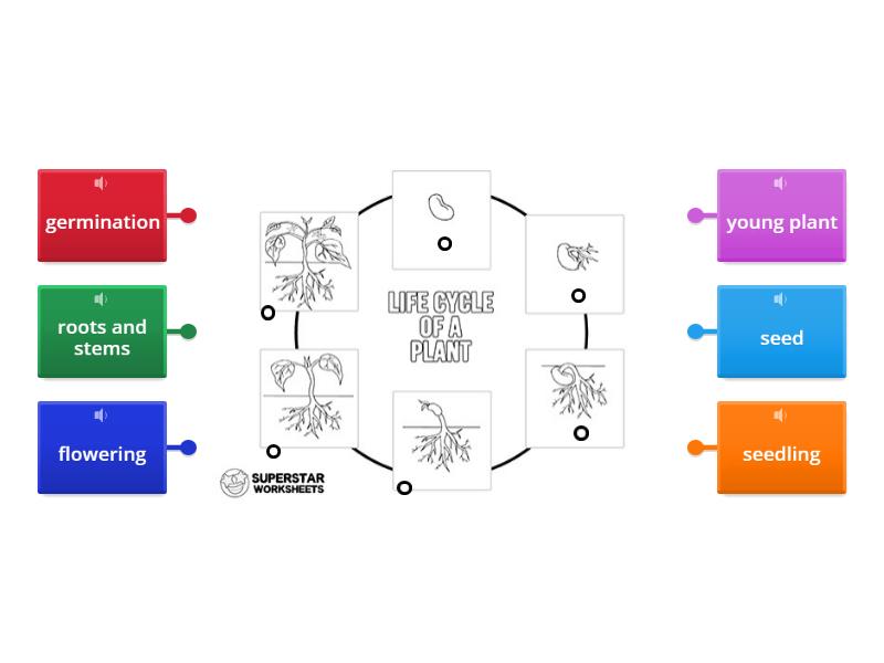 plant-life-cycle-wordwall-label-diagram-2-labelled-diagram