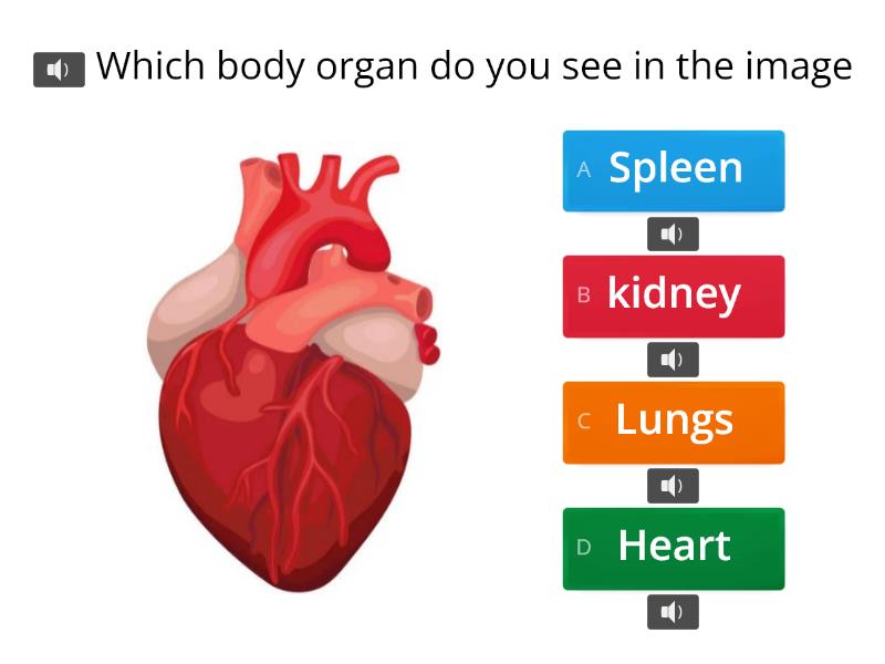 Which Body Organ Do You See In The Image - Quiz