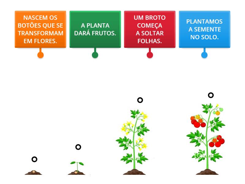 CICLO DE VIDA DA PLANTA-01 - Labelled diagram