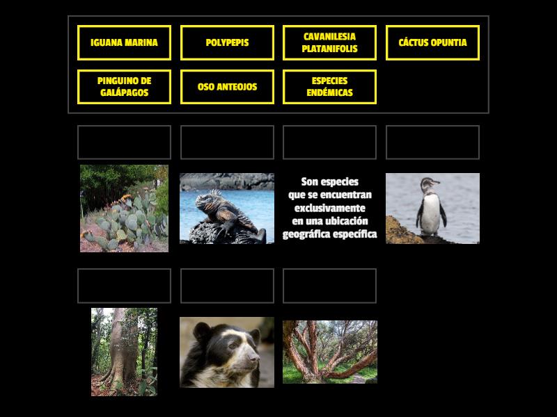Especies Endémicas del Ecuador - Match up