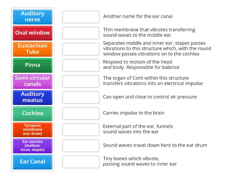 Ear structure - Match up