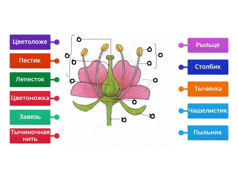 Покажите стрелками и подпишите на рисунке чашелистик тычиночную нить рыльце