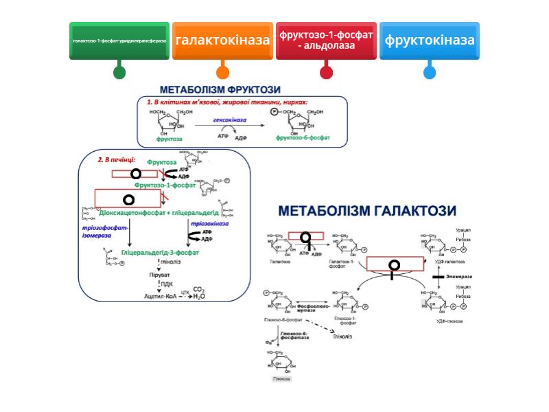 Метаболізм фруктози та галактози - Labelled diagram