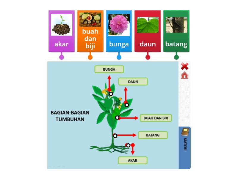 Mengenal Bagian Bagian Tumbuhan Labelled Diagram