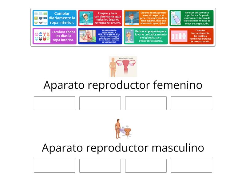 Medidas De Higiene De Los Aparatos Reproductores - Ordenar Por Grupo