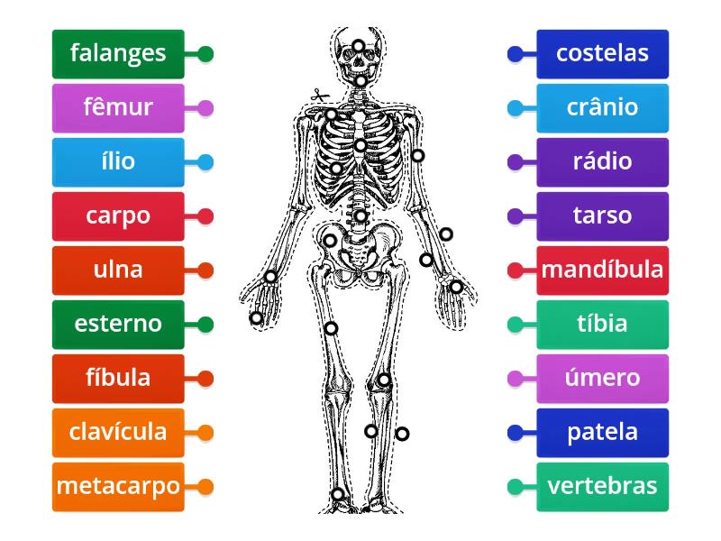 Ossos Do Corpo Humano - Imagem Com Legenda