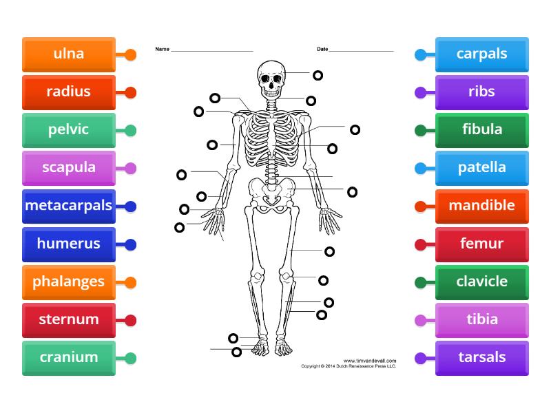 Bones Of The Body Labelled Diagram