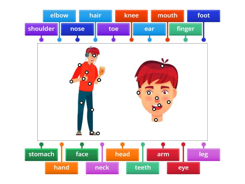 Body parts - Labelled diagram