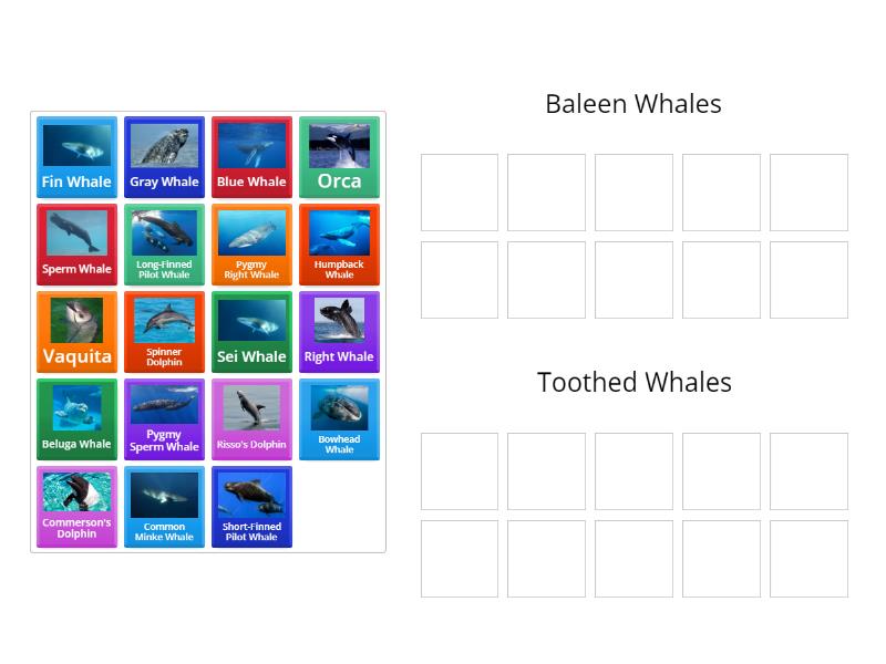 Baleen vs. Toothed Whales - Group sort