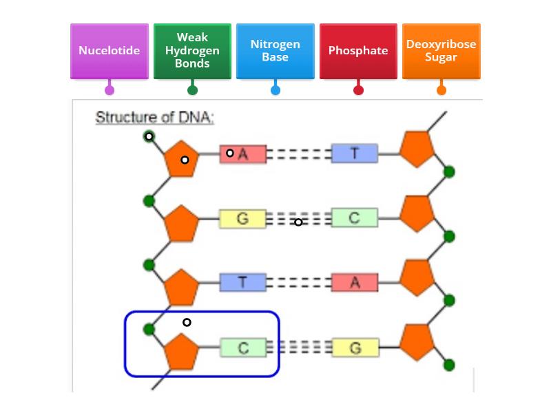 Dna Structure - Labelled Diagram