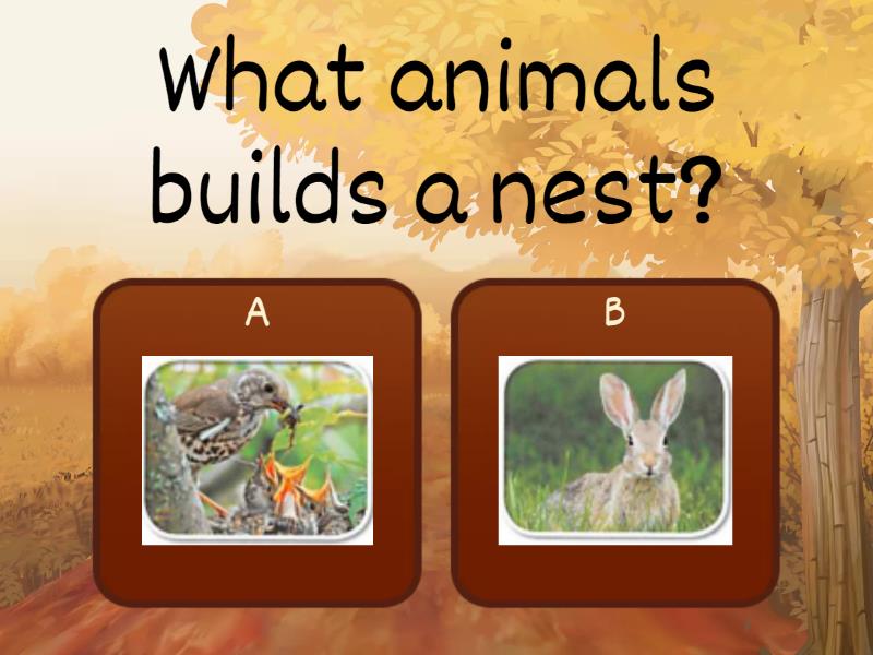 Unit 11 Animal Homes Quiz