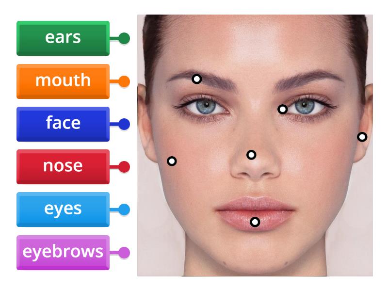 Face PT2 - Labelled diagram