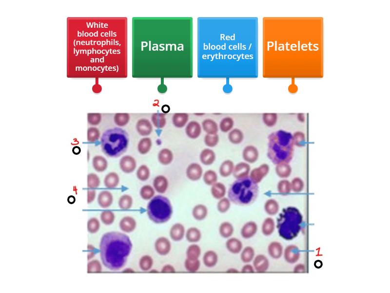 Blood cells - iGCSE Edexcel Bio - Diagrama con etiquetas