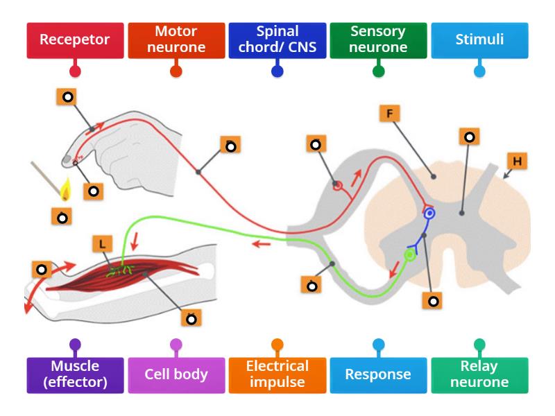 Reflex arc - Labelled diagram