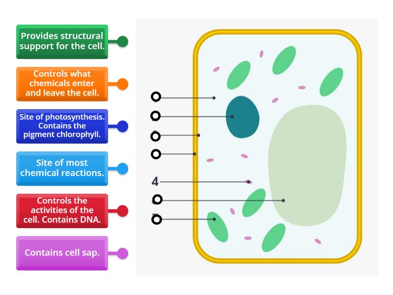 Plant Cell Functions - Labelled diagram