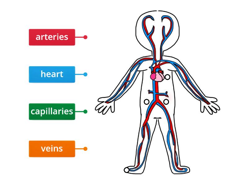 Parts of the Circulatory System - Labelled diagram