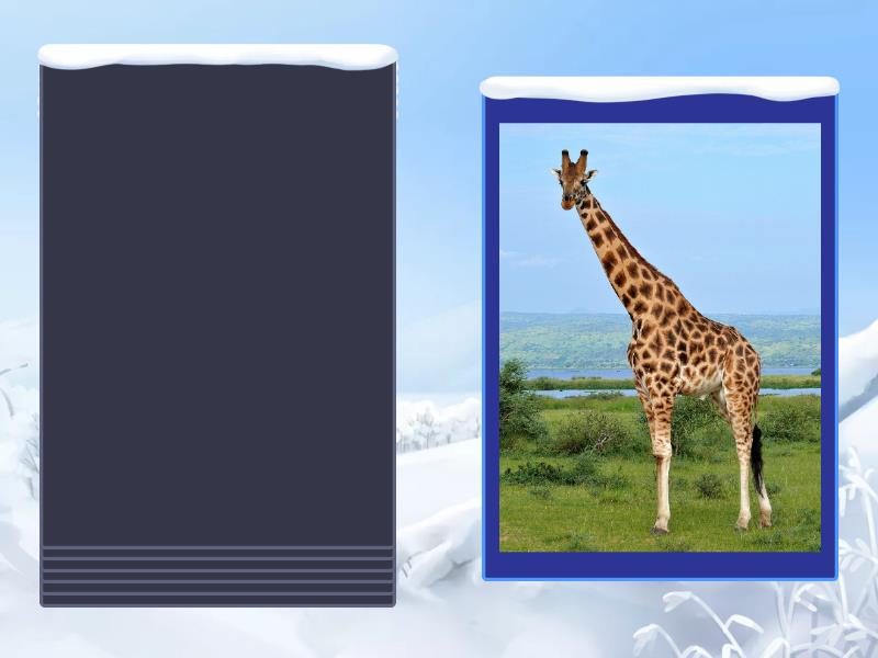 wild animals - Speaking cards