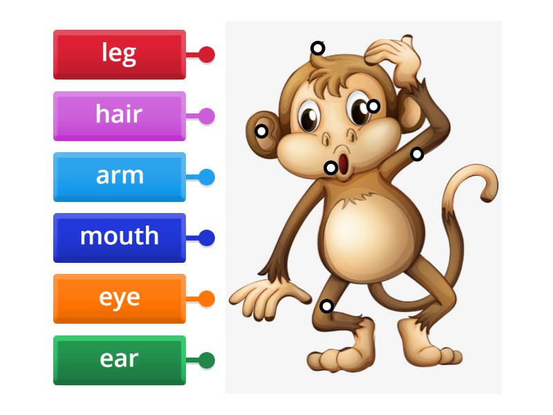 Monkey's body - Labelled diagram