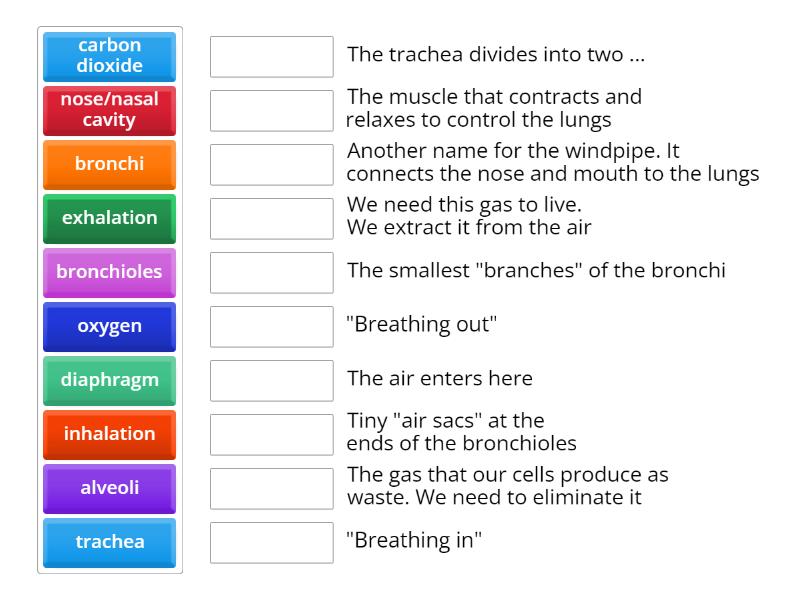 Respiratory system 5th grade - Match up