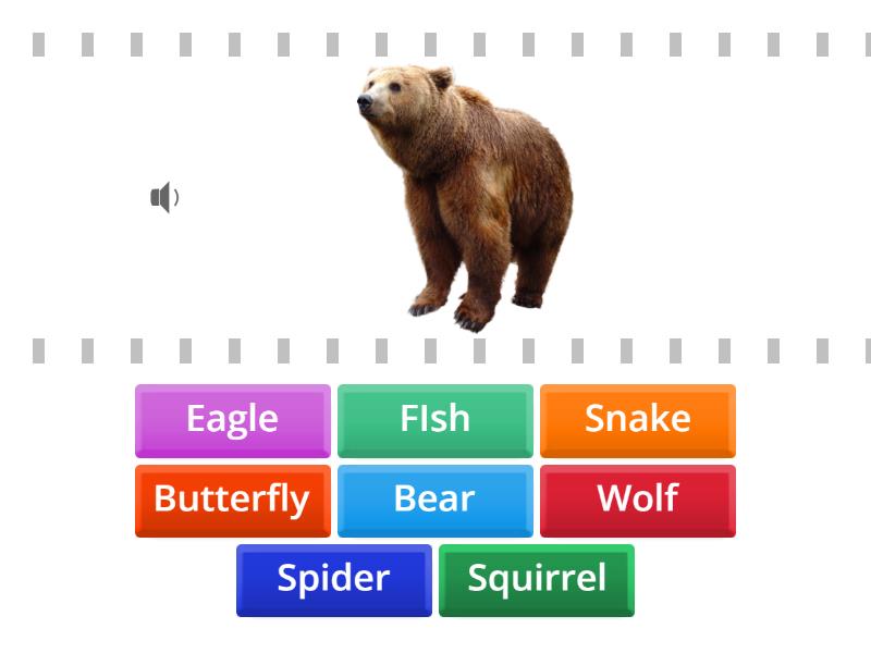 matching Animals 3rd grade - Find the match