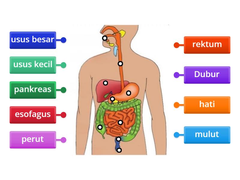 Gambar rajah sistem pencernaan manusia - Labelled diagram