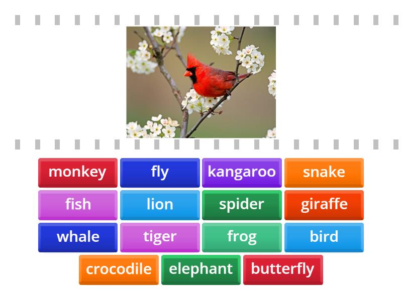 Go Getter 1 Unit 7.1 animals flashcards - Find the match