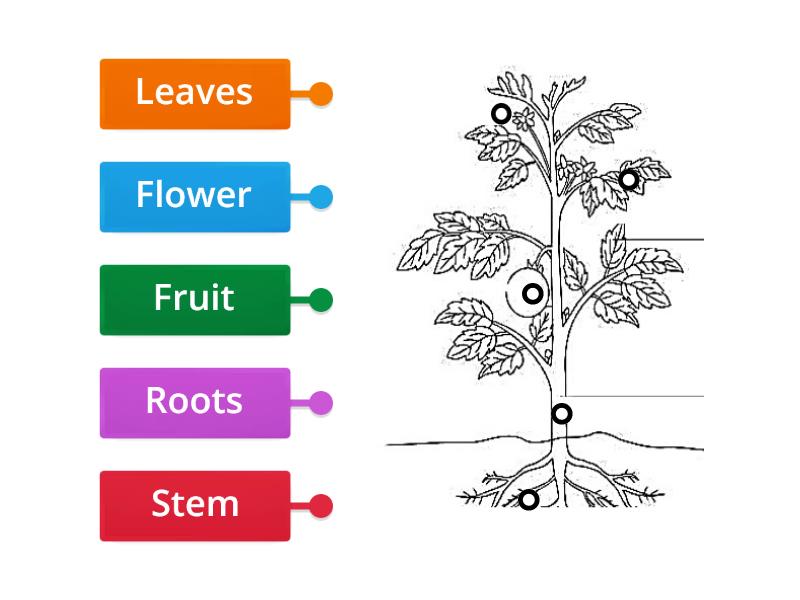 The parts of plants - Labelled diagram