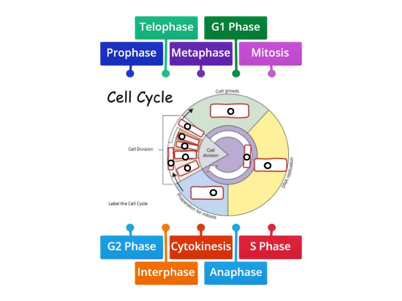 Cell Cycle - Labelled diagram