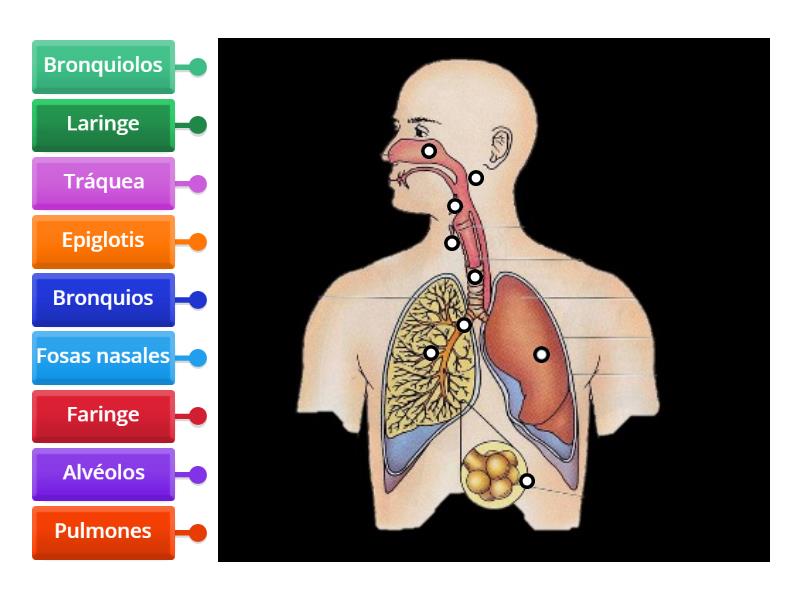 completa de El aparato respiratorio - Labelled diagram