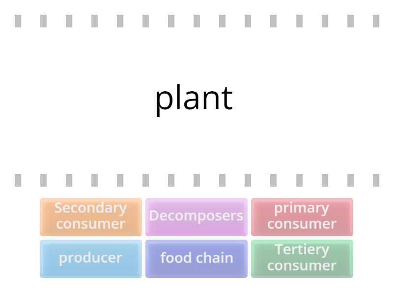 Food Chain - Find the match