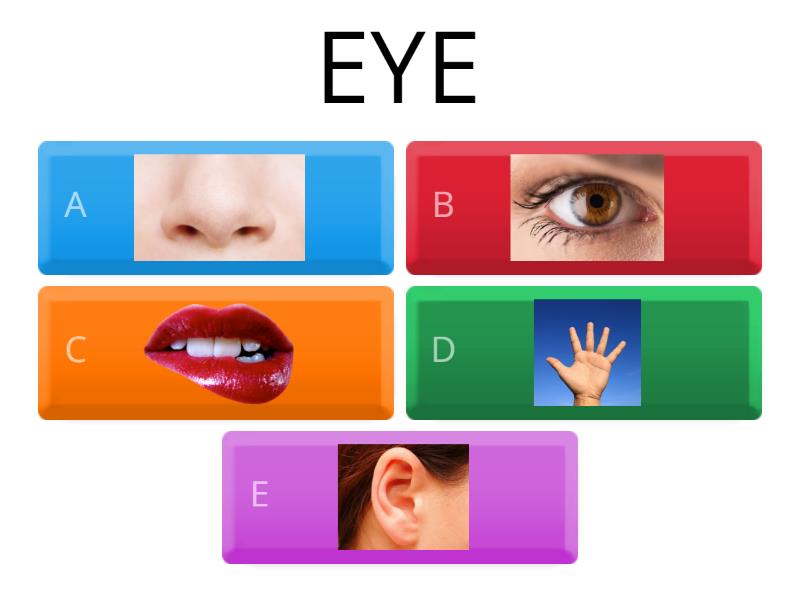 FIVE SENSES Lesson 1a - 測驗