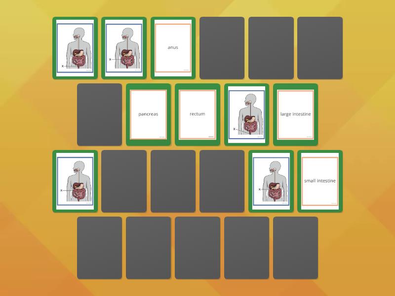 Digestive System 1 - Matching pairs