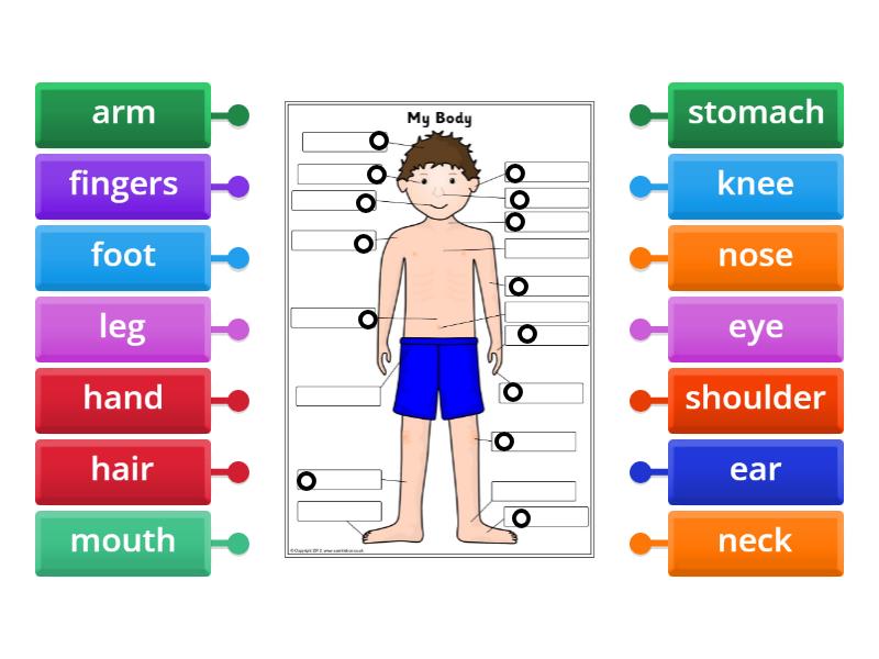 Parts of the body Biology Diagrams