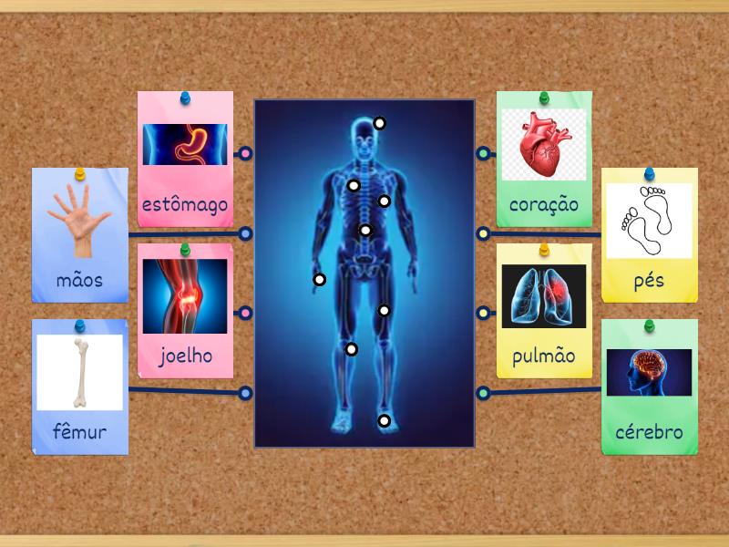 Corpo Humano - Imagem Com Legenda