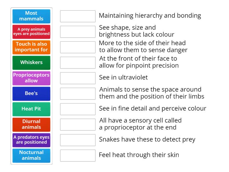 Animal Senses - Match up