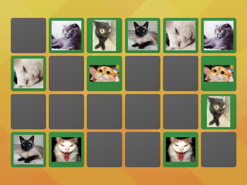 Cat pairs