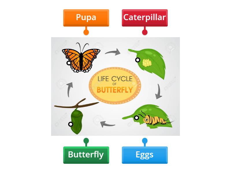 Life cycle of a butterfly - Labelled diagram