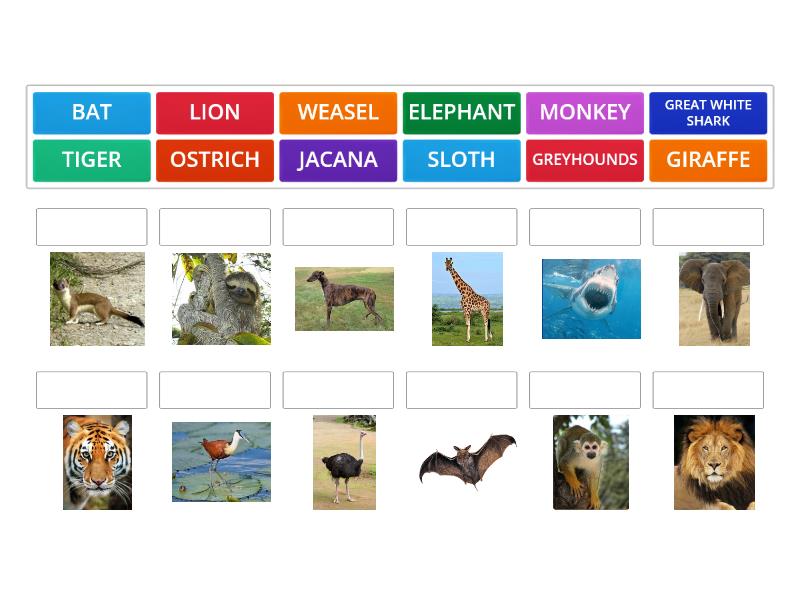 STEP 2: Animals - Match up