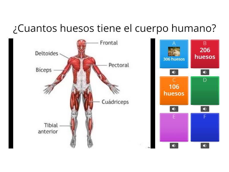 Activiad 2 EL CUERPO HUMANO - Cuestionario