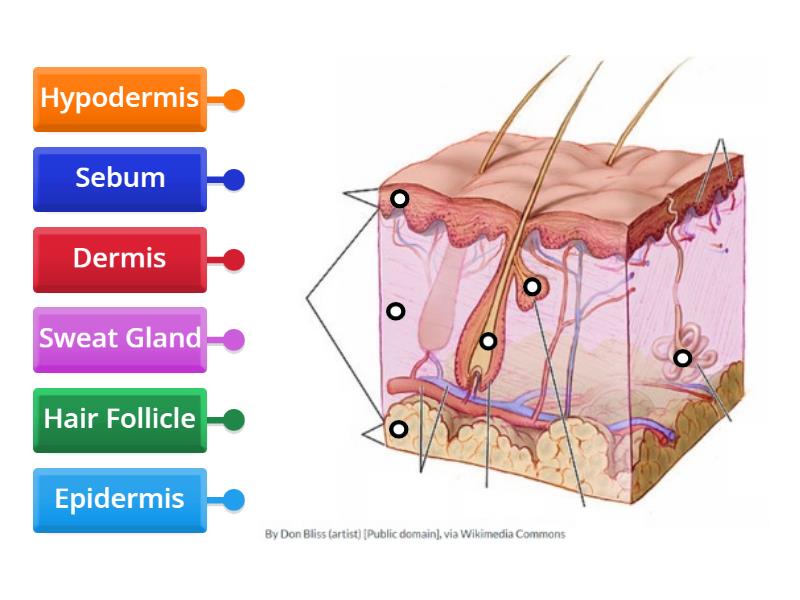 Science 4 - Skin Anatomy - Labelled diagram