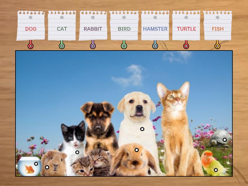 (PETS) - Labelled diagram