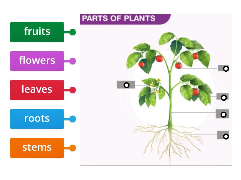 Parts of Plant - Labelled diagram