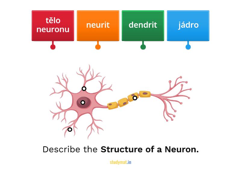 Stavba neuronu - Labelled diagram