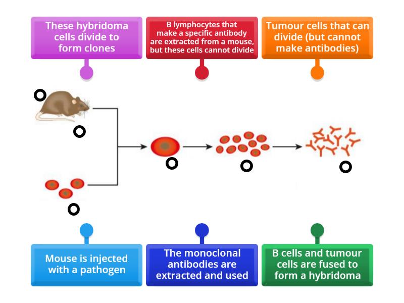 How monoclonal antibodies are made - Labelled diagram