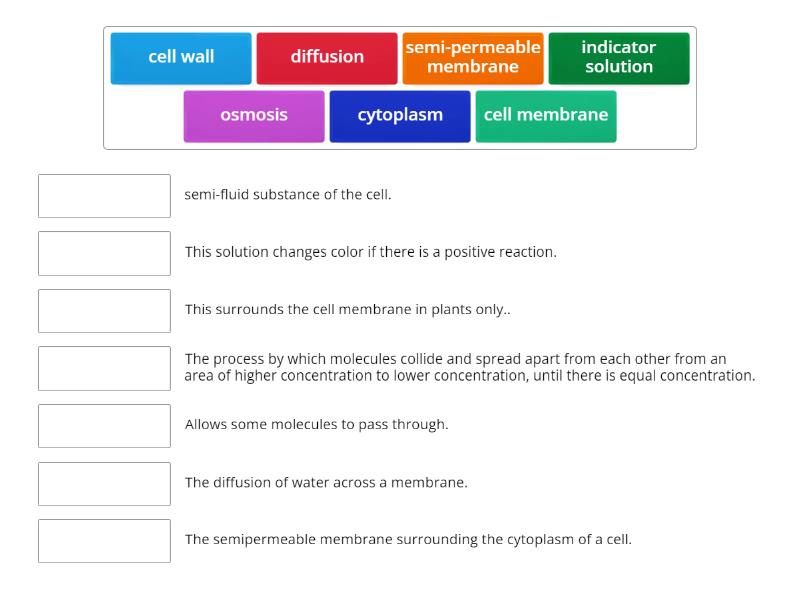 Diffusion Through a Membrane - Match up